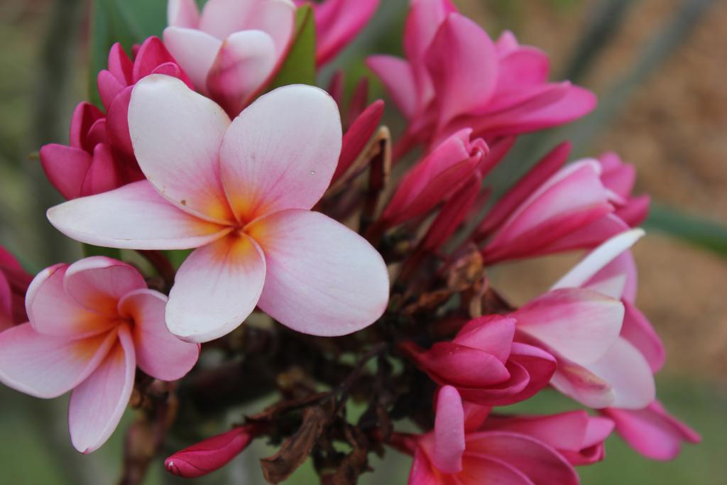 Hotel Boutique Frangipani Brotas Exterior foto Plumeria rubra